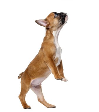 Fransız bulldog köpek yavrusu ayakta beyaz arka plan önünde