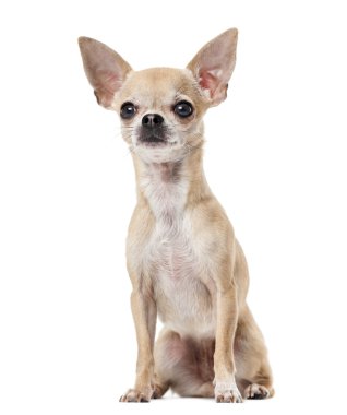 Beyaz bir arkaplan önünde Chihuahua