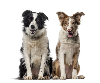 Two Border collies in front of a white background clipart