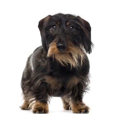 Beyaz arka plan önünde Dachshund (2 yaşında)