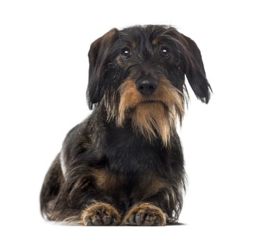 Beyaz arka plan önünde Dachshund (2 yaşında)