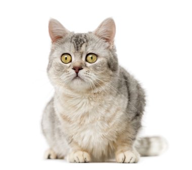 Amerikan Polydactyl (10 yaşında) bir beyaz adam önünde