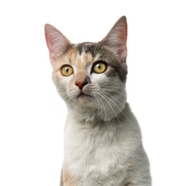 Beyaz arka plan önünde kedi crossbreed