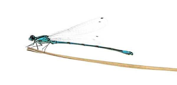 Azure damselfly, Coenagrion puella, on a straw in front of a whi — Stock Photo, Image