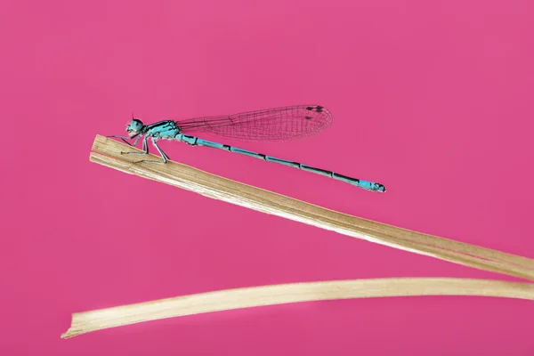 Azure damselfly, Coenagrion puella, on a straw in front of a pin — Stock Photo, Image