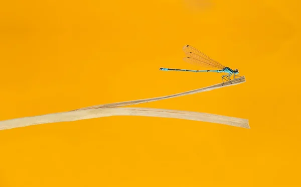 Damigella azzurra, puella di Coenagrion, su una cannuccia davanti a un o — Foto Stock