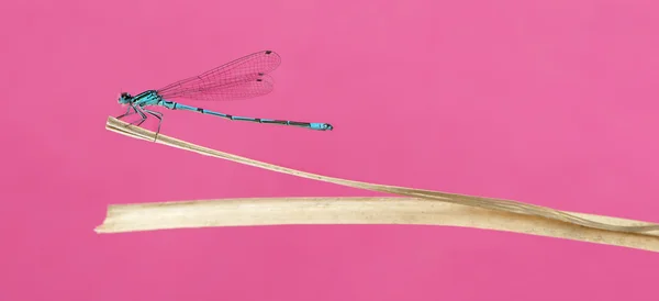 Azurblaue Fliege, coenagrion puella, auf einem Strohhalm vor einer Stecknadel — Stockfoto