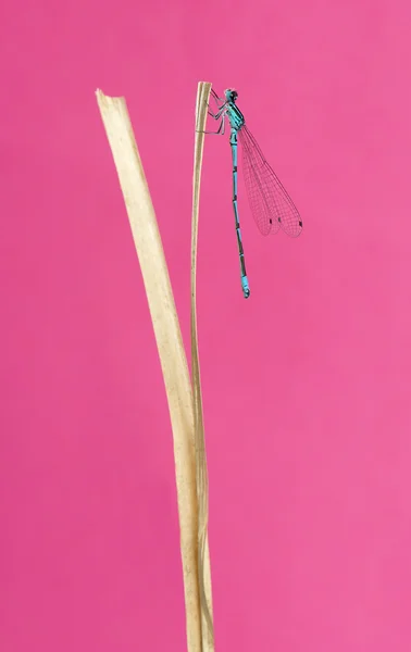 蔚蓝的豆娘，突  小圆，对前面一根针的稻草 — 图库照片