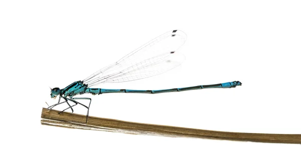 Azurblaues Fräulein, coenagrion puella, auf einem Strohhalm vor einem — Stockfoto