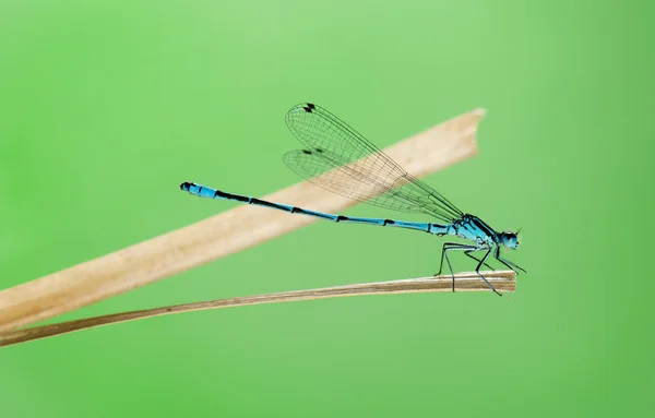 Damselfly azul, Coenagrion puella, en una pajita delante de un género — Foto de Stock