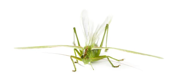 Feminino Grande Verde Bush-Cricket, Ettigonia viridissima na frente — Fotografia de Stock