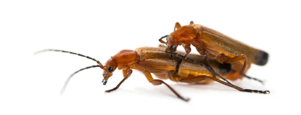 Escarabajo soldado rojo común, Rhagonycha fulva, apareamiento delante de — Foto de Stock