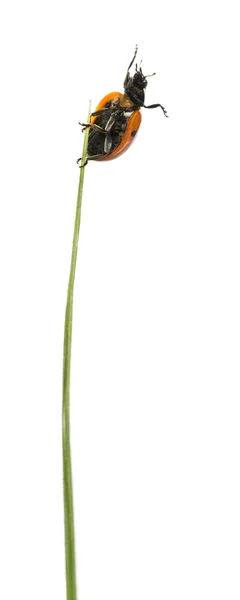 Joaninha em uma lâmina de grama na frente de um fundo branco — Fotografia de Stock