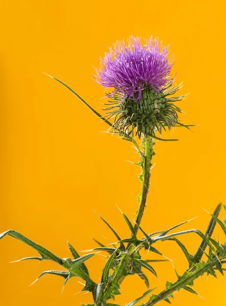 Thistle in front of an orange background — Stock Photo, Image
