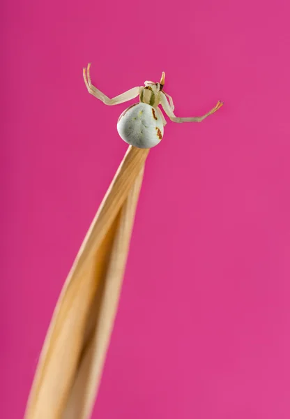 Golden Crab Spider, Misumena vatia, sobre una brizna de hierba en frente —  Fotos de Stock