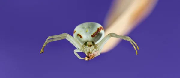 Golden Crab Spider, Misumena vatia, sobre una brizna de hierba en frente —  Fotos de Stock