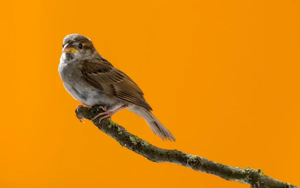 House Sparrow, Passer domesticus, perched on a branch in front o — Stock Photo, Image