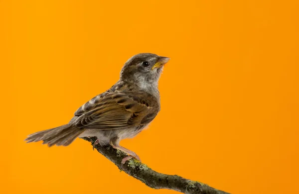 House Sparrow, Passer domesticus, perched on a branch in front o — Stock Photo, Image