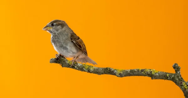 House Sparrow, Passer domesticus, perched on a branch in front o — Stock Photo, Image