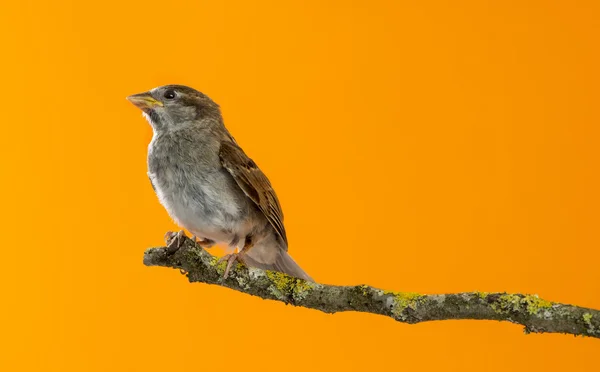 House Sparrow, Passer domesticus, perched on a branch in front o — Stock Photo, Image