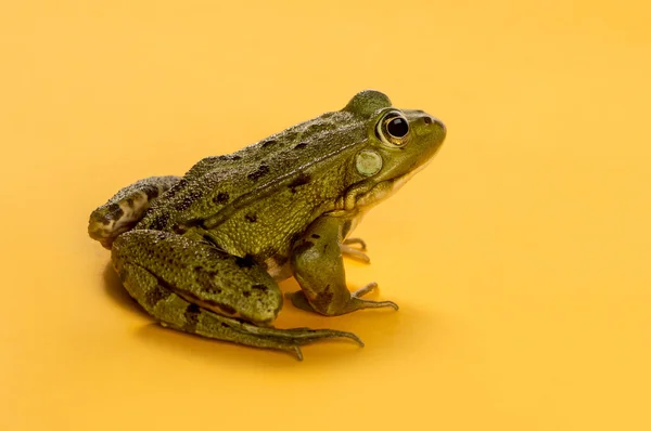 Sapo de água comum na frente de um fundo laranja — Fotografia de Stock