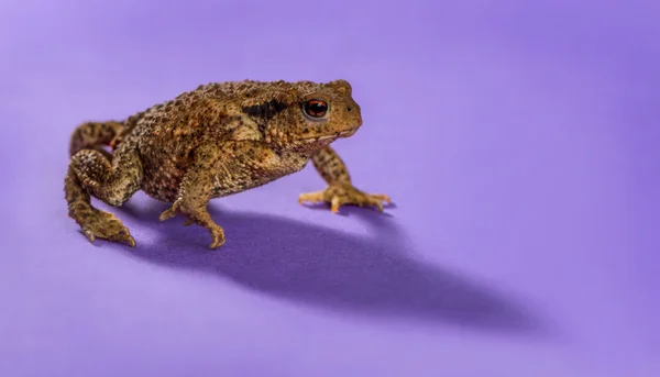Europese toad, bufo bufo, voor een paarse achtergrond — Stockfoto