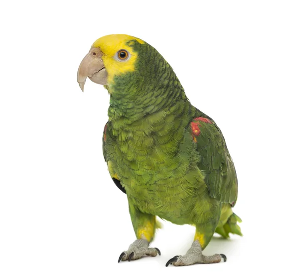 Yellow-headed amazon, Amazona oratrix, in front of a white backg — Stock Photo, Image