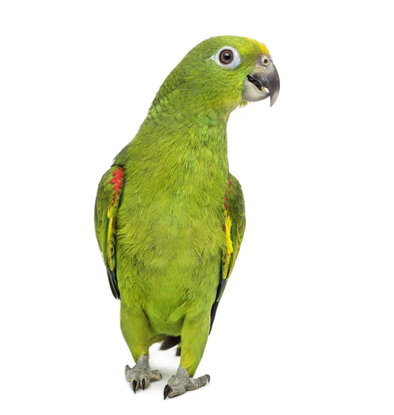 Gul-krönade amazon, Amazona ochrocephala, framför en vit — Stockfoto