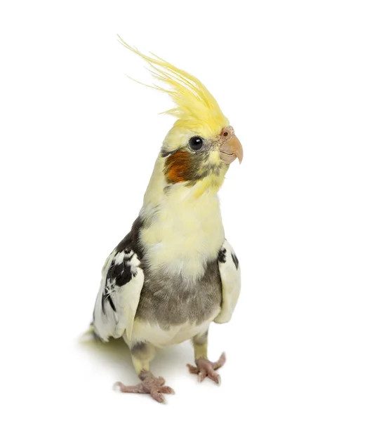 Cockatiel, Nymphicus hollandicus, in front of a white background — Stock Photo, Image