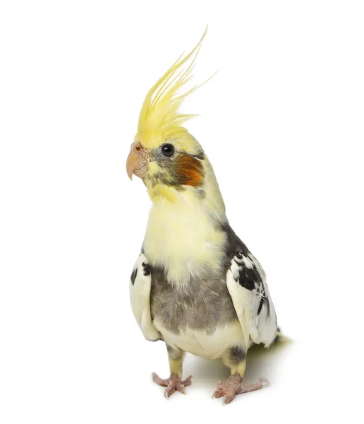 Cockatiel, Nymphicus hollandicus, in front of a white background — Stock Photo, Image