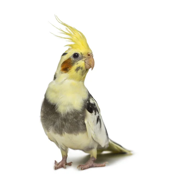 Cockatiel, Nymphicus hollandicus, μπροστά από ένα λευκό φόντο — Φωτογραφία Αρχείου