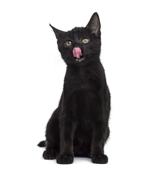 Gatito negro lamiendo su nariz delante de un fondo blanco — Foto de Stock