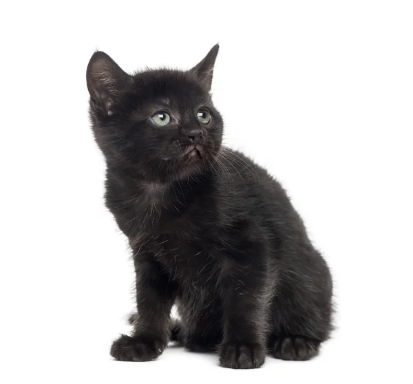 Black kitten in front of a white background — Stock Photo, Image