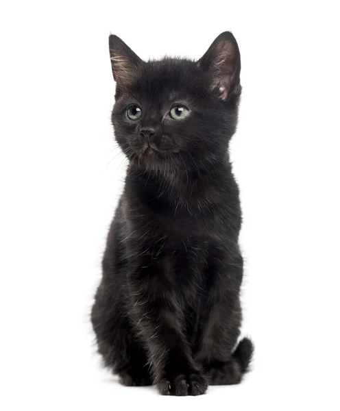 Black kitten in front of a white background — Stock Photo, Image