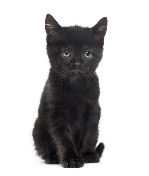 Black kitten in front of a white background — Stock Photo, Image