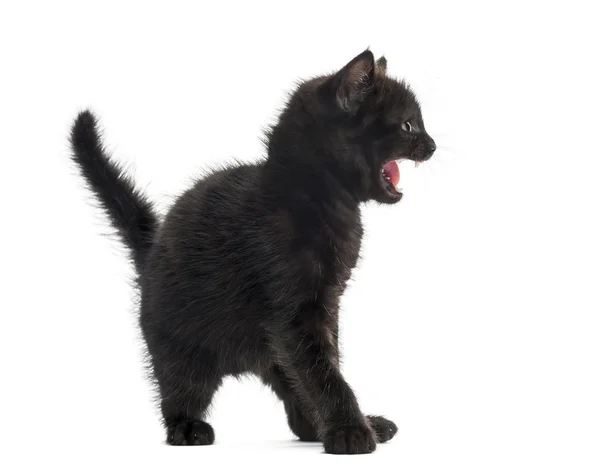 Aggressive black kitten in front of a white background — Stock Photo, Image