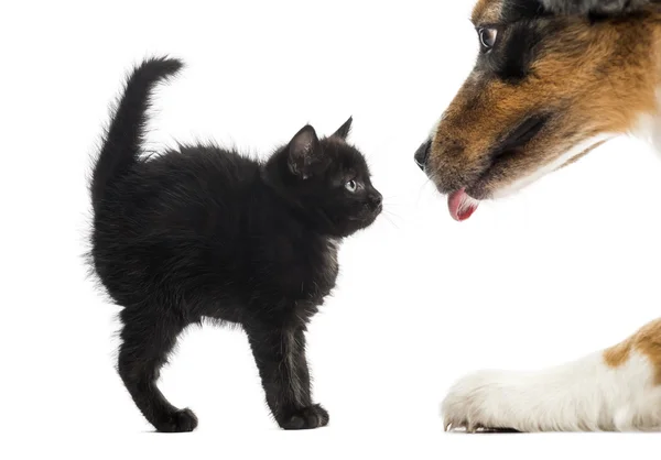 Gatinho preto olhando para um Shpeherd australiano lambendo na frente — Fotografia de Stock