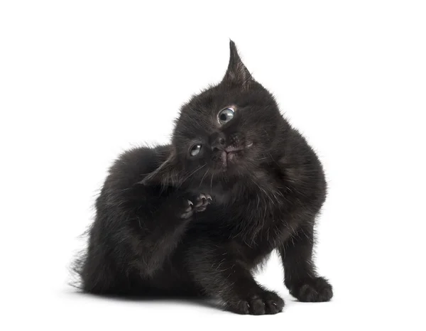 Black kitten scratching in front of a white background — Stock Photo, Image