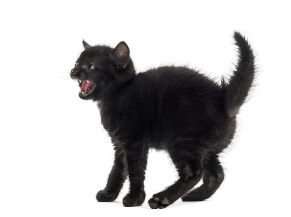 Gatito negro agresivo delante de un fondo blanco — Foto de Stock