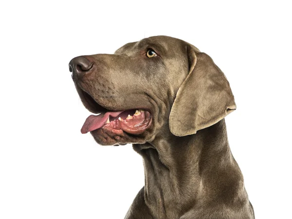 Dogue de Weimar (2 years old) in front of a white background — Stock Photo, Image