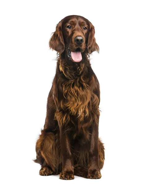 Irischer Setter (2 Jahre alt) vor weißem Hintergrund — Stockfoto