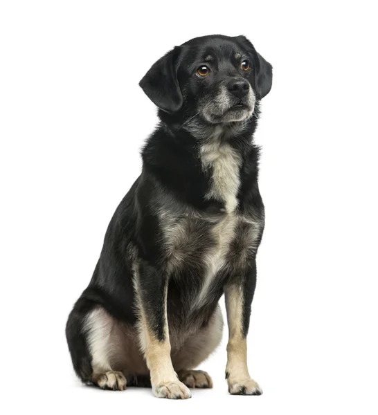 Mixed-breed (5 years old) in front of a white background — Stock Photo, Image