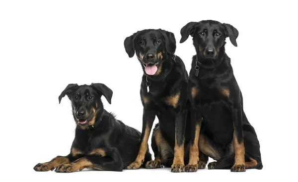 Three Beaucerons sitting and lying in front of a white backgroun — Stock Photo, Image