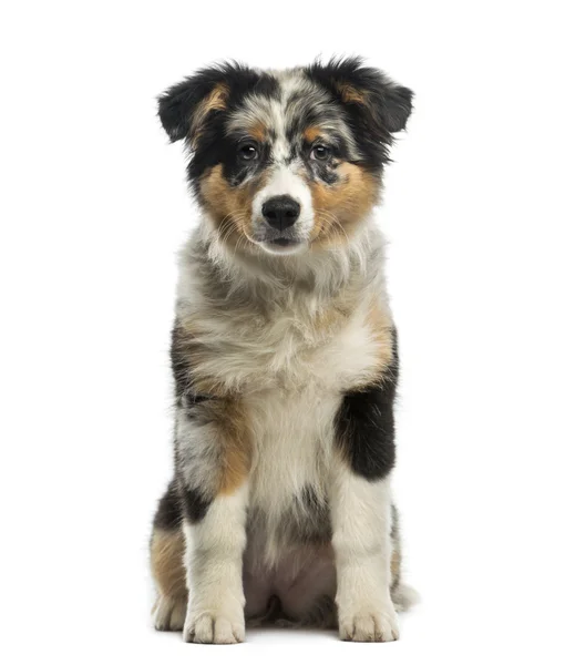 Australian Shepherd (3,5 months old) in front of a white backgro — Stock Photo, Image