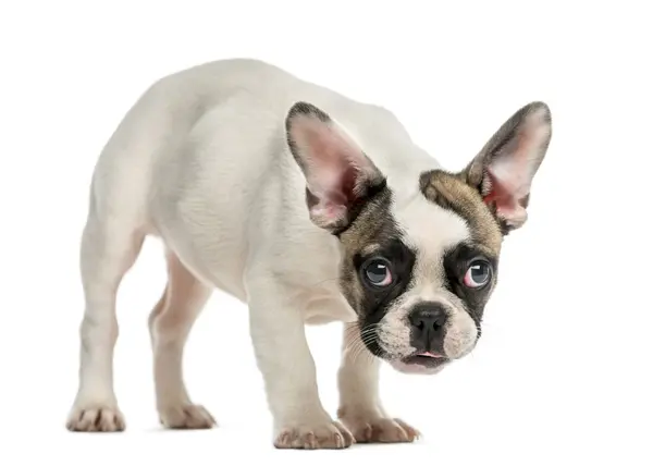 Bulldog francese (3 mesi) davanti a uno sfondo bianco — Foto Stock