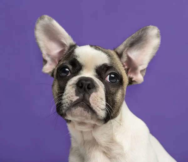 Bouledogue français (3 mois) devant un fond violet — Photo