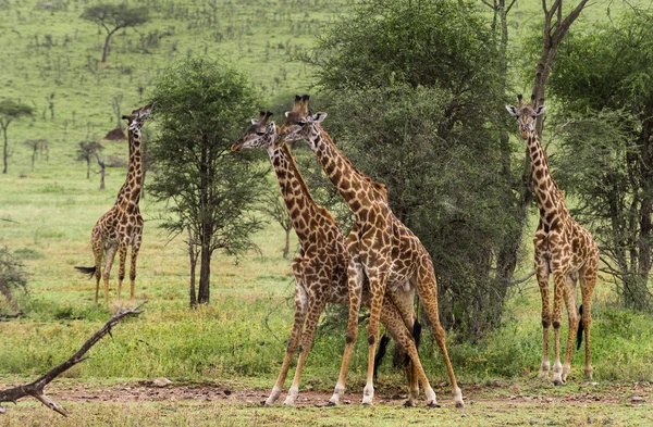 Kudde van giraffe, Serengeti, Tanzania, Afrika — Stockfoto