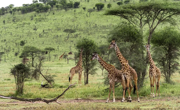 Kudde van giraffe, Serengeti, Tanzania, Afrika — Stockfoto