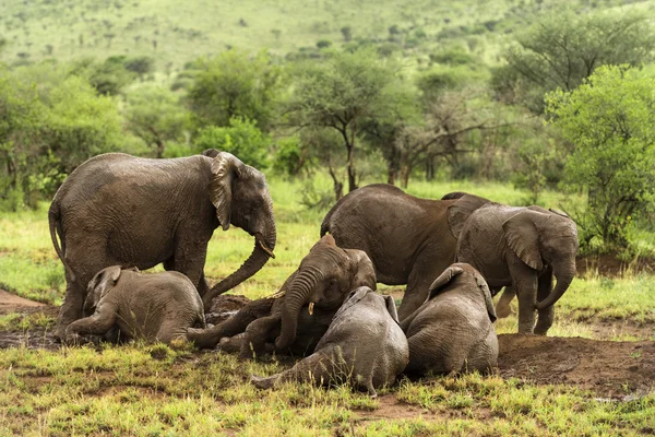 Stádo slonů odpočívá, Serengeti, Tanzanie, Afrika — Stock fotografie