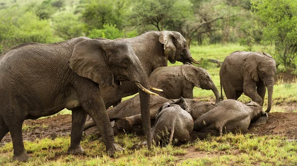 Stádo slonů odpočívá, Serengeti, Tanzanie, Afrika — Stock fotografie